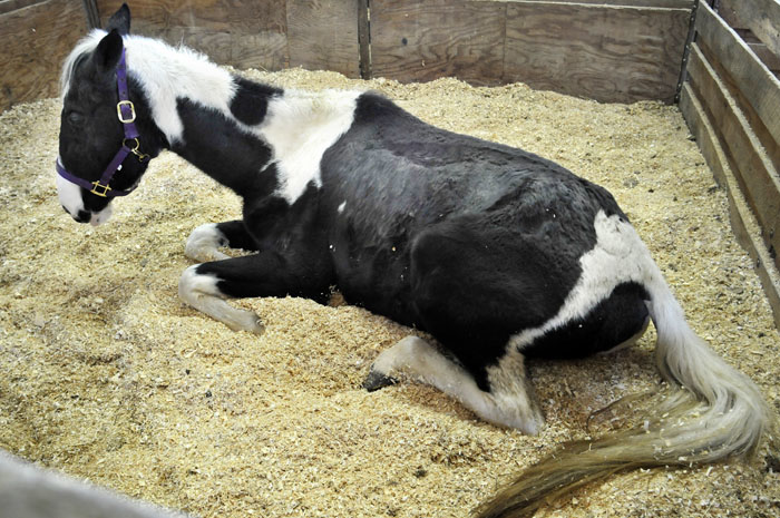 All the Starving Horses