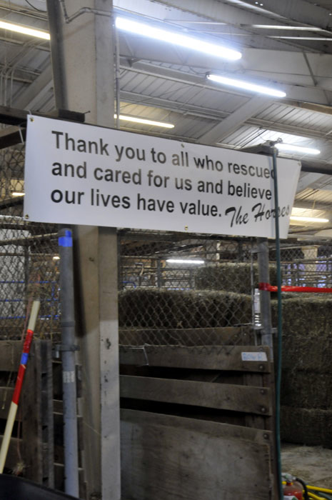 All the Starving Horses