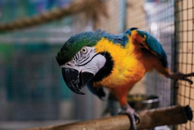 Exotic Avian Sanctuary of Tennessee