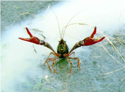 First Look: Cajun Steamer's Menu