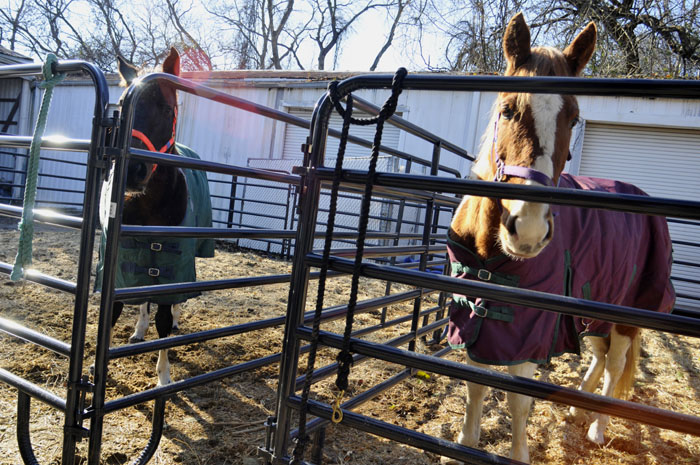 All the Starving Horses