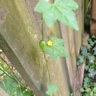 Urban Foraging: Creeping Cucumber