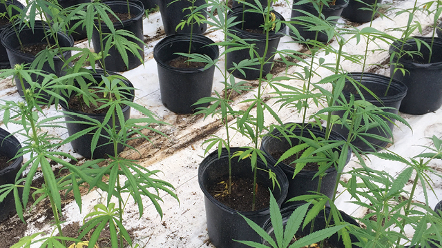 The Cannabis Issue