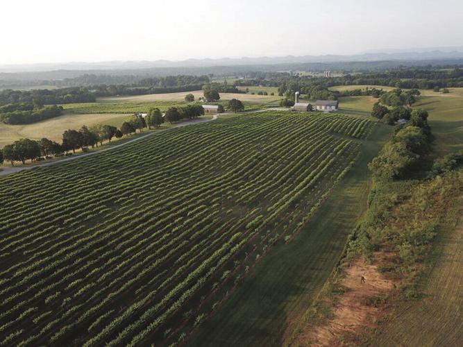 Tsali Notch Vineyard
