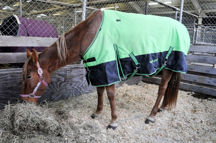 All the Starving Horses