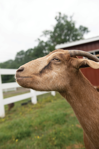 The Pet Issue 2019: The Gentle Barn