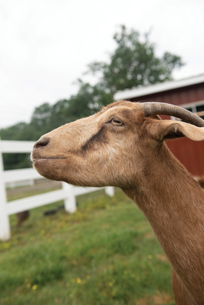 The Pet Issue 2019: The Gentle Barn