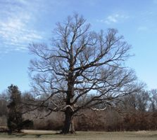 Peeler Park: A Review