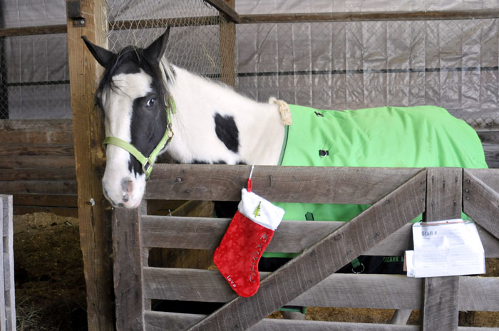 All the Starving Horses