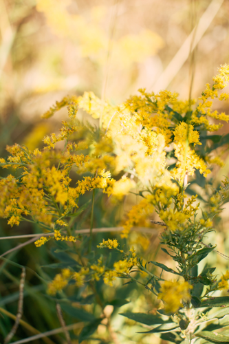 Walk a Mile: Whites Creek