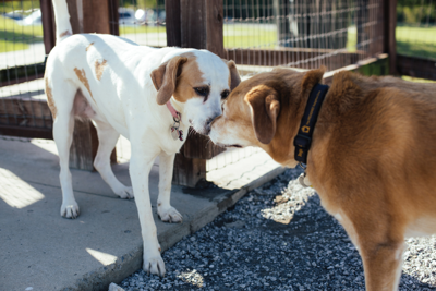 Best Dog Park