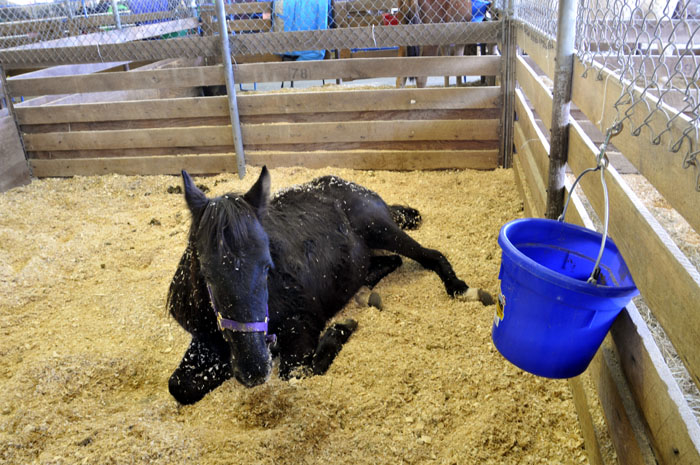 All the Starving Horses