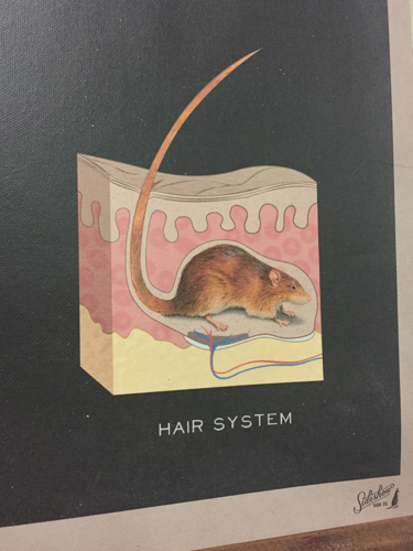 Anatomy of Trump: Sideshow Sign Co.