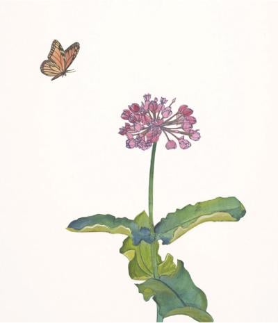 Billy Renkl: 'The Weedy Garden'