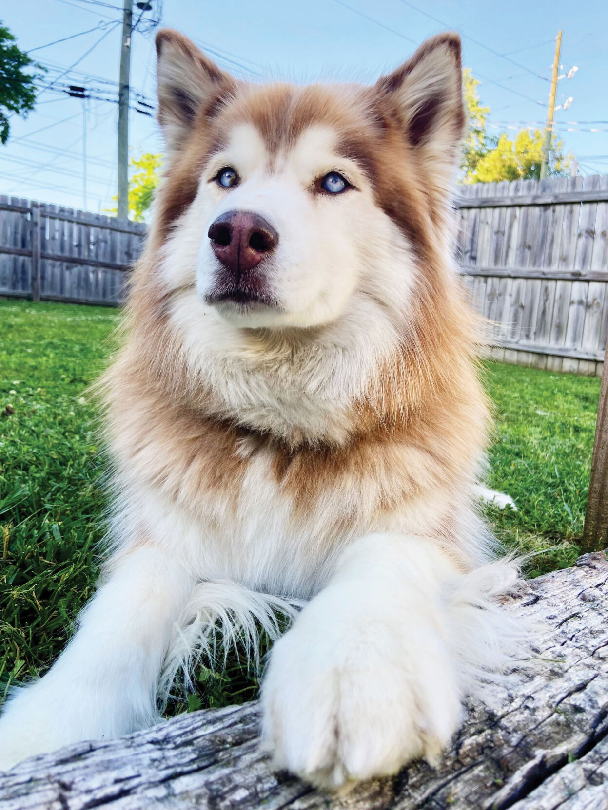 Pet Photo Contest 2021 Tanner
