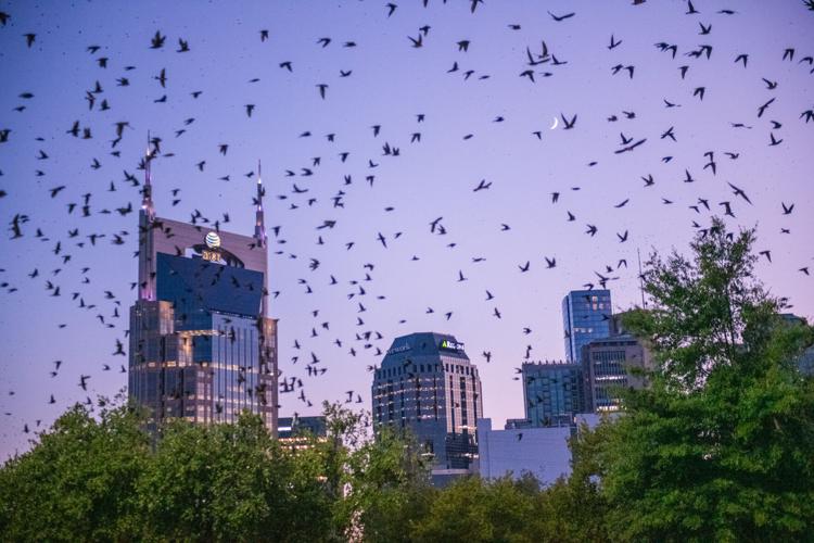 8.12.2024.PurpleMartins-1113.jpg