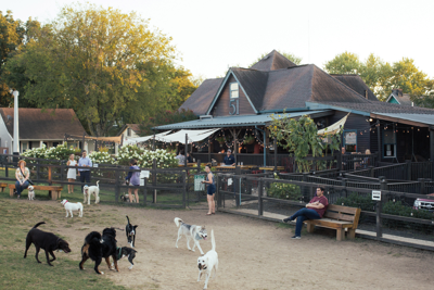 Best Restaurant That’s Also a Dog Park