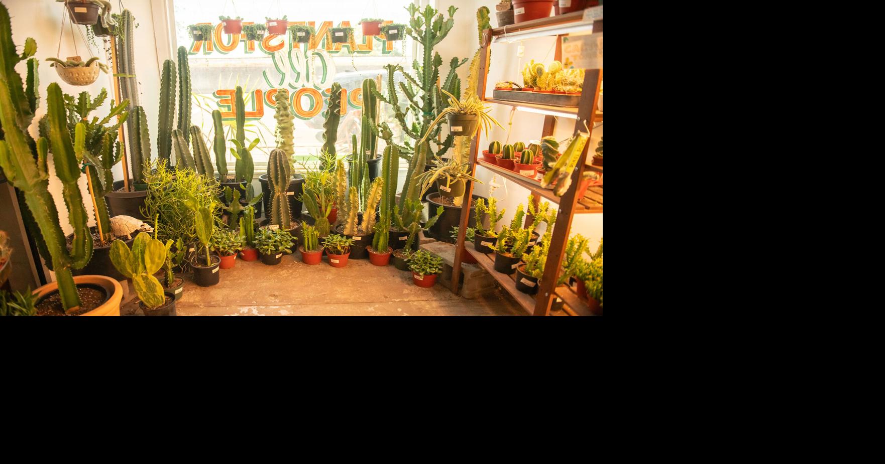 Best Plant Shop: Lawrence & Clarke Cacti Co. | Writers' Choice |  nashvillescene.com