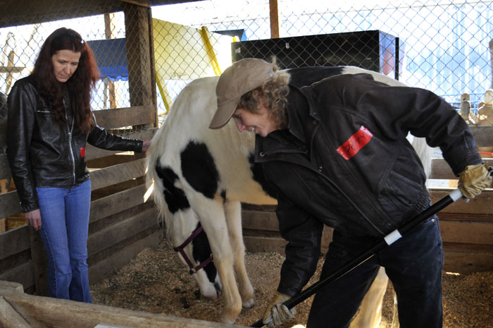 All the Starving Horses