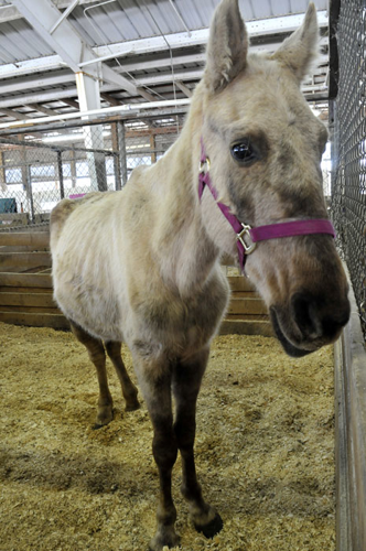 All the Starving Horses