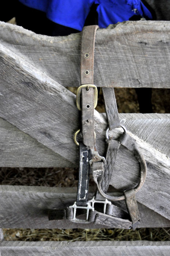 All the Starving Horses