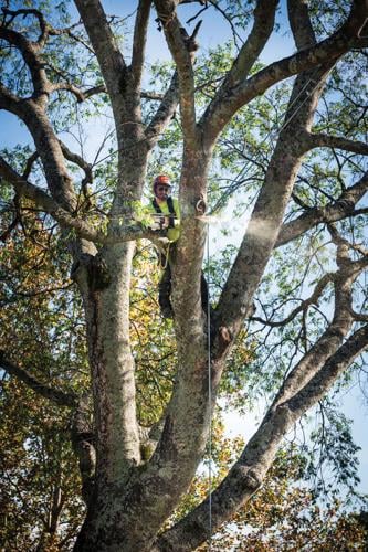 TreeSavvy-0942.jpg