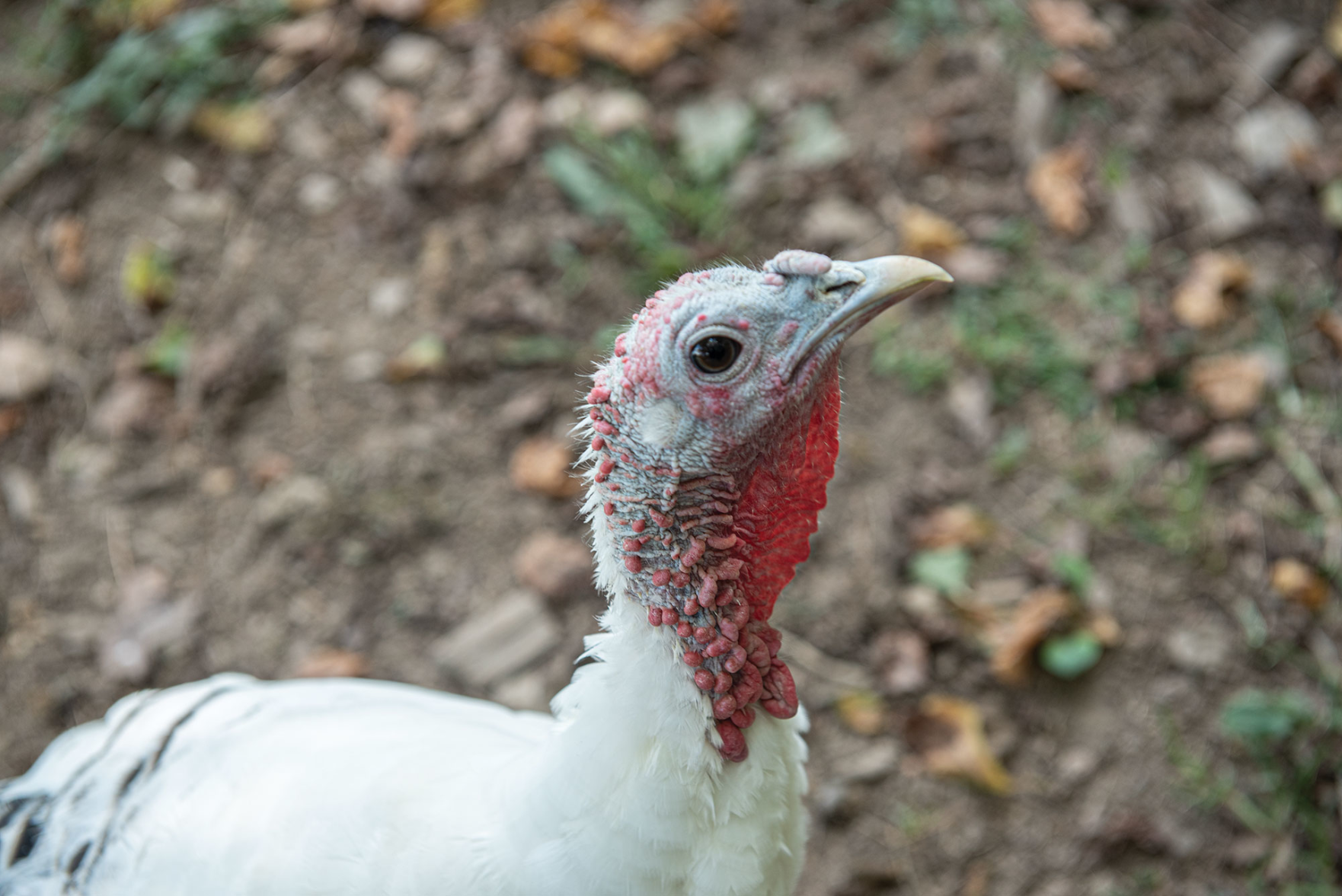 Piccolo Farms Is Home to Pigs, Chickens, a 40-Year-Old Tortoise and More