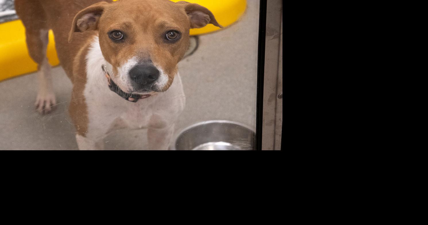 Hey Thanks, Animal Rescue Workers