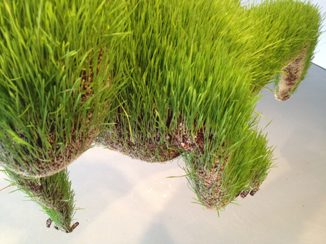 Installation View: Mathilde Roussel's <i>Anatomia Botanica</i> at Cheekwood