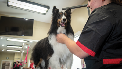 Best Pet Boarding/Day Care