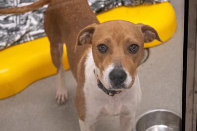 Nashville Humane Association