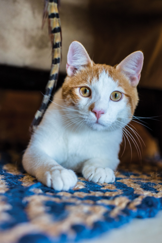 The Pet Issue 2018: A Cause for Paws