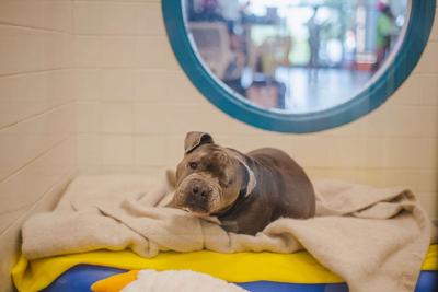 Dog staring at the camera at Nashville Humane Association, the Nashville Scene’s 2026 Best Nonprofit in Nashville
