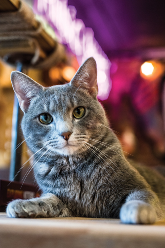 The Pet Issue 2018: A Cause for Paws