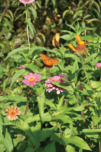 Walk a Mile: Nolensville Pike