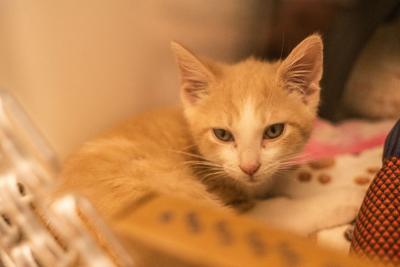 An orange and white kitten nestled on blankets