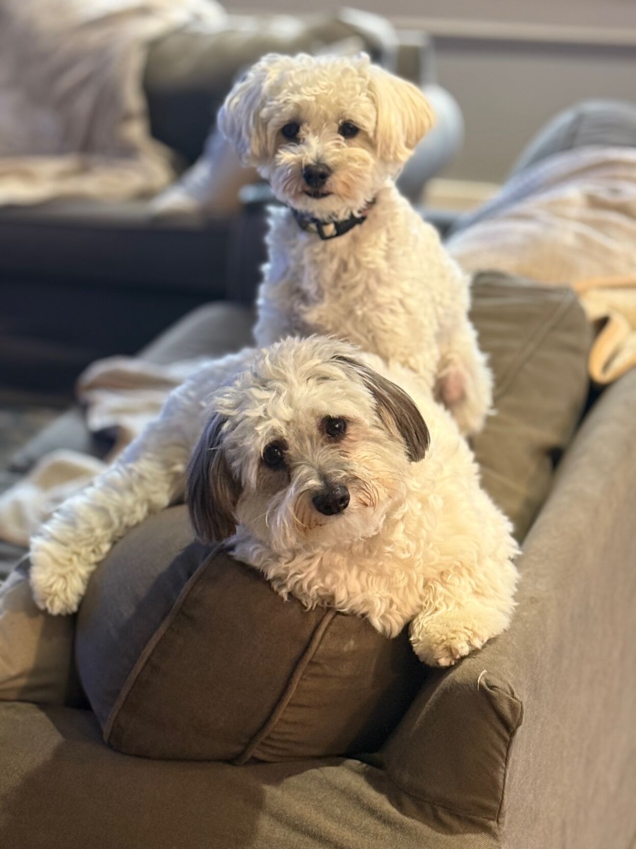 Ollie and Iggy