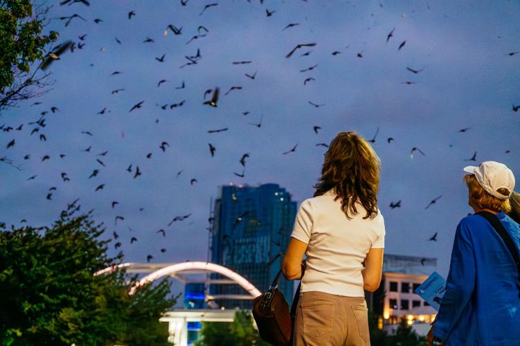 8.12.2024.PurpleMartins--3.jpg