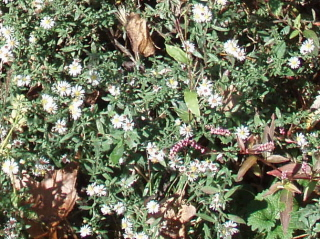 The Whites Creek Greenway: A Review