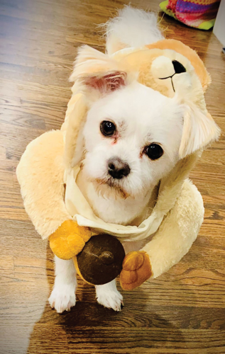 The Pet Issue 2021: Pet Su-purr-latives