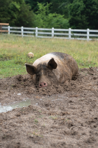 The Pet Issue 2019: The Gentle Barn