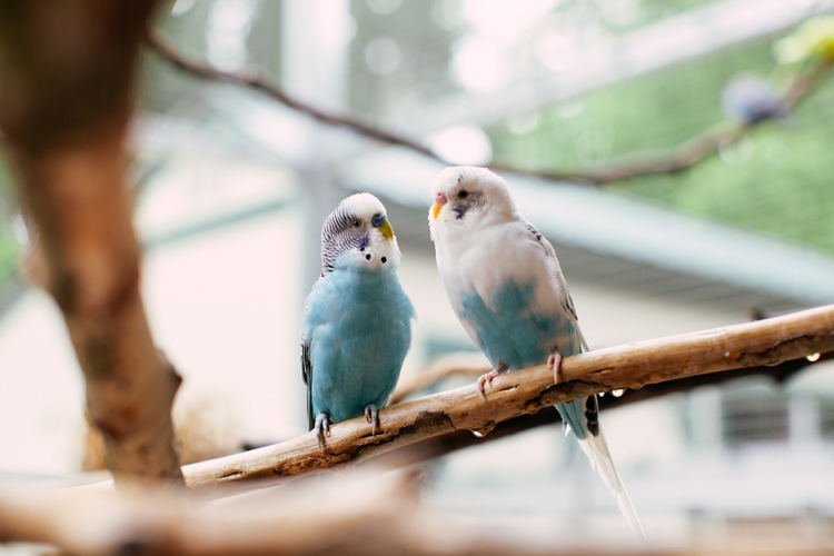 The Pet Issue 2021: Birds of a Feather