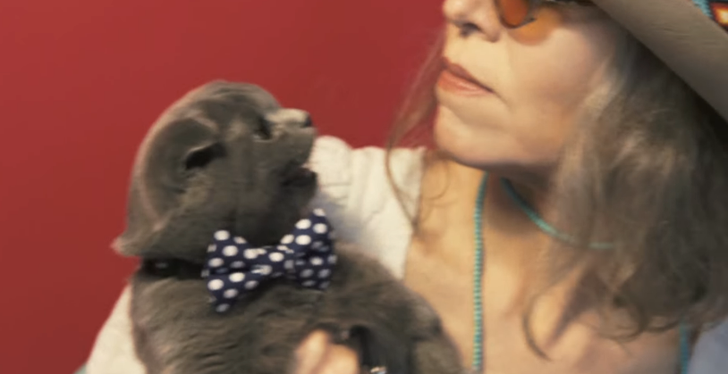 Watch Robyn Hitchcock Spend a Day as a Cat in 'Autumn Sunglasses' [Fresh Vid]