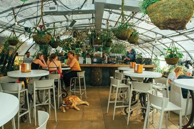 The interior of GreenHouse, full of lush plants, patrons and a golden retriever