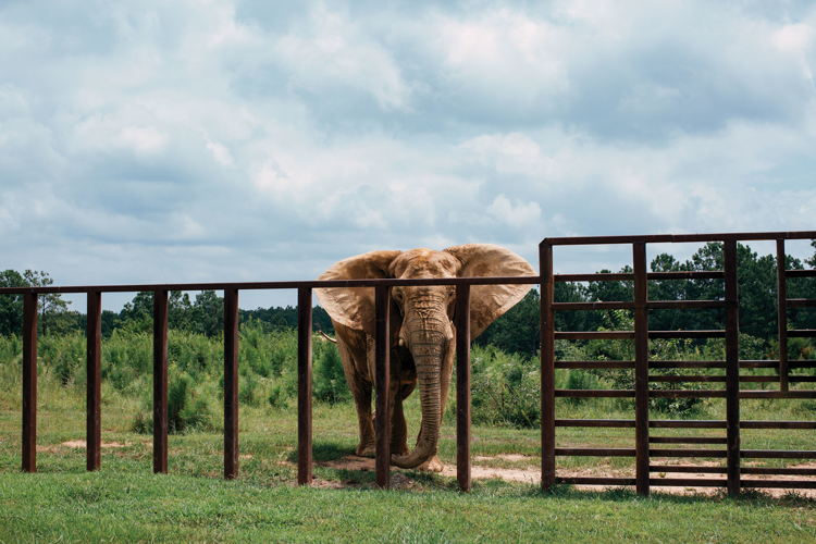 At The Elephant Sanctuary, Pachyderms Regain Their ‘Wild Elephant Spirit’