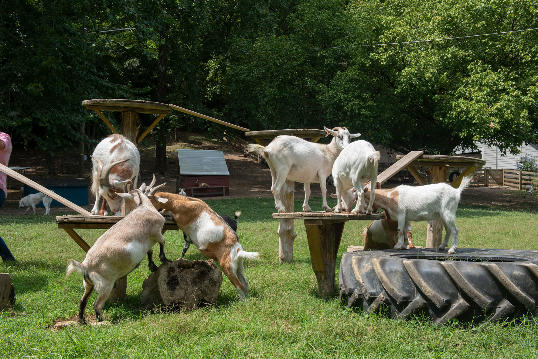 Piccolo Farms Is Home to Pigs, Chickens, a 40-Year-Old Tortoise and More