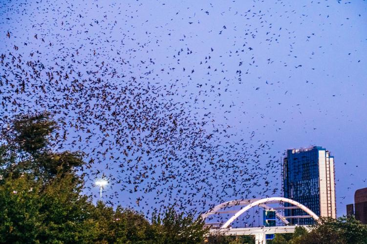 8.12.2024.PurpleMartins-0880.jpg