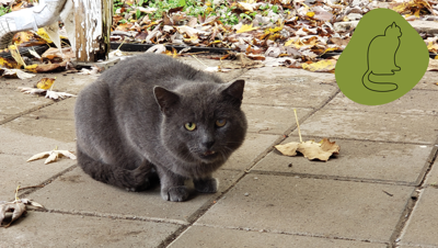 Hey Thanks, Feral Cats