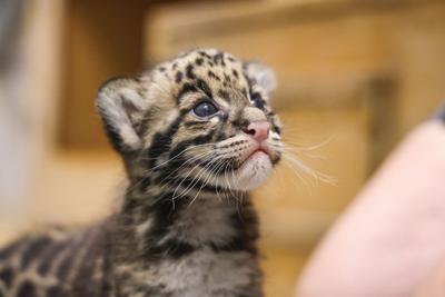 A clouded leopard cub at the Nashville Zoo; the signature species are the Nashville Scene’s 2026 Writers’ Choice for Best Mascot in Nashville.