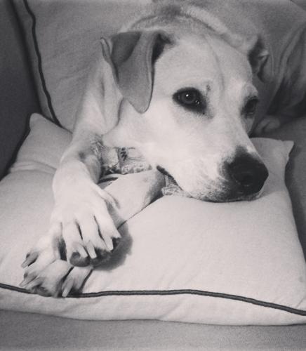 Friday Five 20240112 nolathedog.jpg